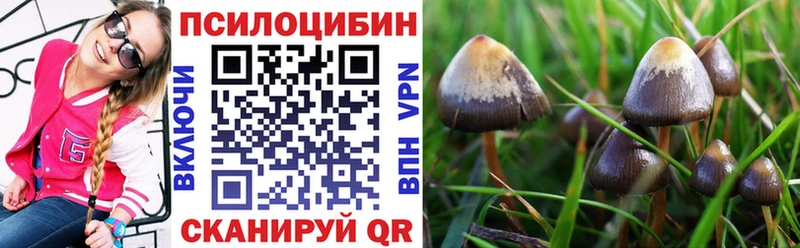 Псилоцибиновые грибы Cubensis  купить  сайты  Хасавюрт 